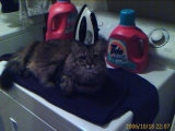 10-18-2006: Molly on the dryer