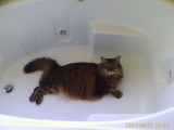 06-05-2007: Molly in the hot tube