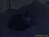 08-14-2007: Fat cat in the dog bed