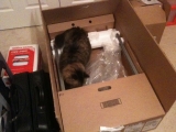 2-25-2011: Cats love boxes