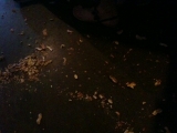 6-3-2011: Peanuts on the floor!