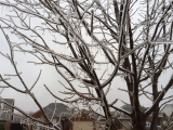 12-21-2013: Our tree is frozen!