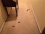 11-7-2014: Cat toys everywhere