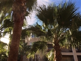 1-21-2014: Palm trees!