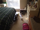 1-2-2014: Kitty carnage