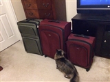 2-16-2014: Suitcases are out, ready to go.