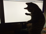 2-1-2014: Dolly is amazed by the mouse pointer