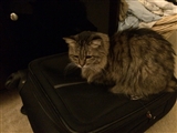 3-16-2014: Protecting my suitcase