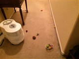 4-18-2014: Too many cat toys