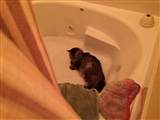 8-27-2014: Cat tub