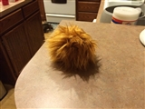 9-26-2014: Look out, I have a tribble!