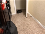 3-23-2020: Home office guard cat