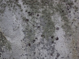 DSC00426